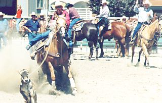 Palomino roping